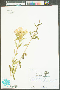 Gentiana saponaria image