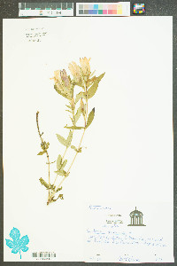 Gentiana saponaria image