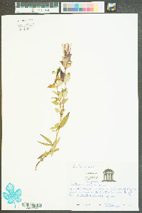 Gentiana saponaria image