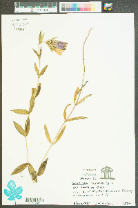 Gentiana saponaria image