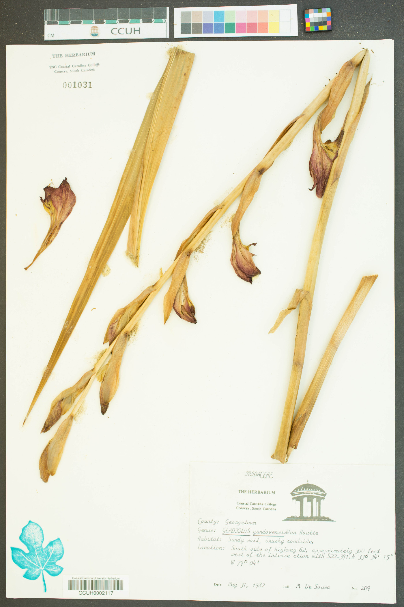 Gladiolus gandavensis image