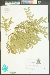 Gleditsia aquatica image