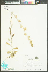 Gamochaeta falcata image