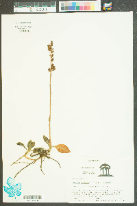 Goodyera pubescens image