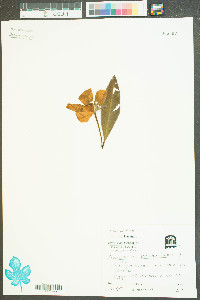 Gordonia lasianthus image