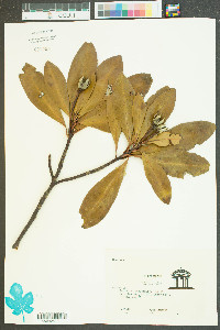 Gordonia lasianthus image
