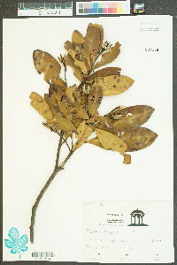 Gordonia lasianthus image