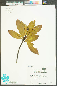 Gordonia lasianthus image