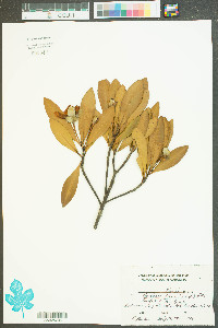 Gordonia lasianthus image