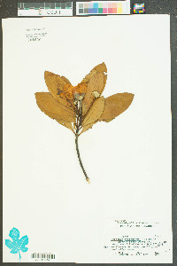 Gordonia lasianthus image