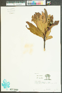 Gordonia lasianthus image