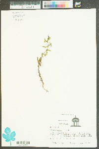 Gratiola aurea image