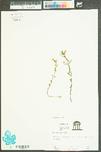 Gratiola aurea image