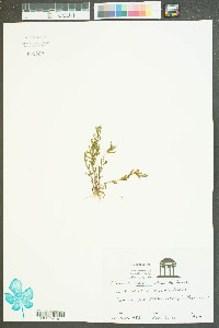 Gratiola aurea image