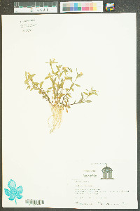 Gratiola virginiana image