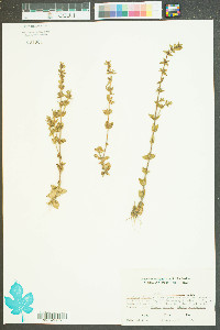 Gratiola pilosa image