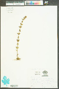 Gratiola pilosa image