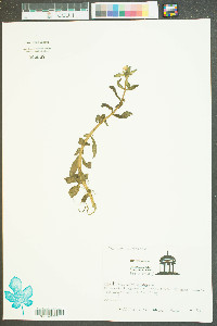 Gratiola virginiana image