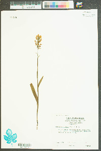 Platanthera cristata image