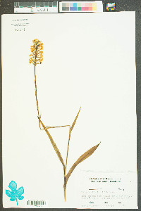 Platanthera cristata image