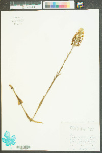 Platanthera cristata image