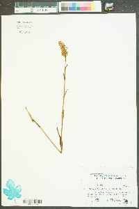 Platanthera cristata image