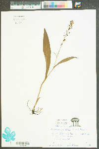 Platanthera flava image