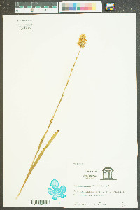 Platanthera integra image