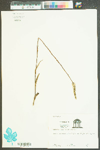 Platanthera nivea image