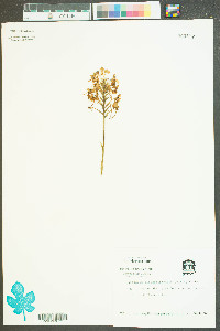 Platanthera blephariglottis image