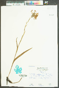 Platanthera ciliaris image