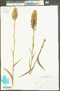 Platanthera ciliaris image