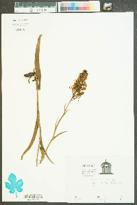 Platanthera ciliaris image