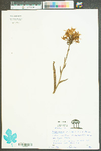 Platanthera ciliaris image