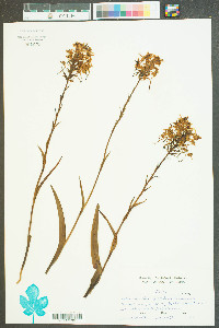 Platanthera ciliaris image