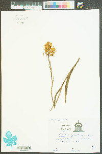 Platanthera ciliaris image