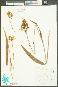 Platanthera ciliaris image