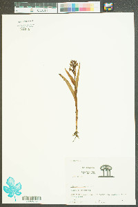 Habenaria repens image