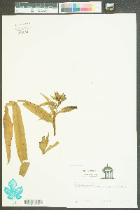 Habenaria repens image