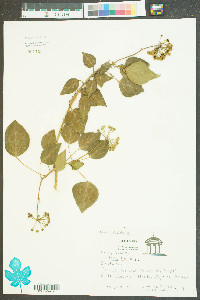 Hedera helix image