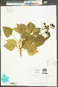 Hedera helix image