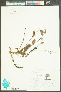 Helianthemum carolinianum image