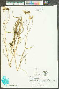 Helianthus angustifolius image