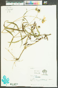 Helianthus angustifolius image