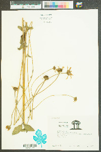 Helianthus atrorubens image