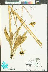 Helianthus atrorubens image