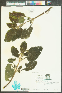 Heliotropium indicum image