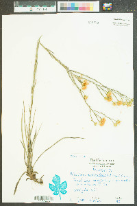 Heterotheca graminifolia image