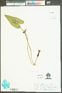 Hexastylis arifolia image