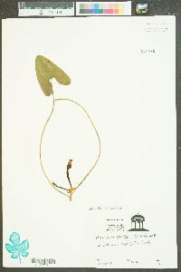 Hexastylis arifolia image